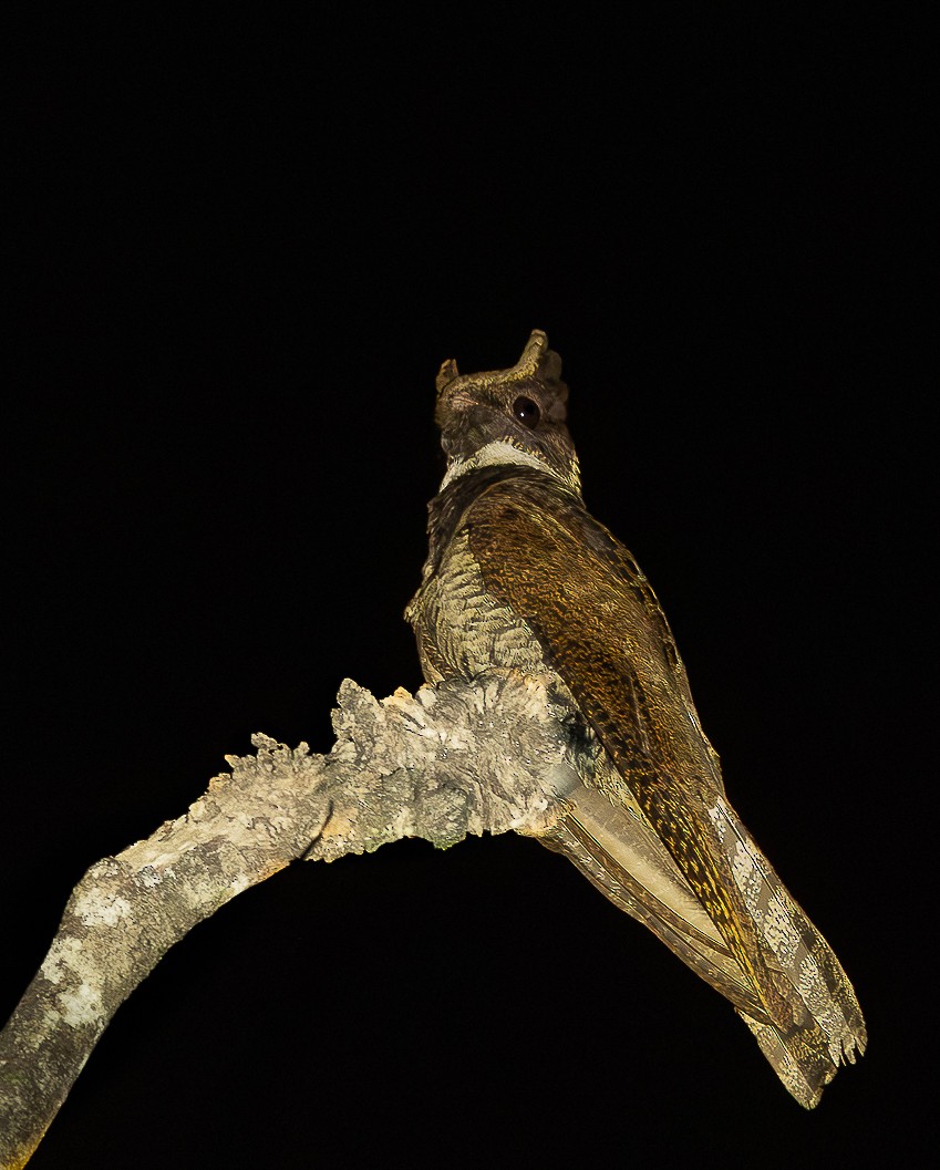 Great Eared-Nightjar - ML644750305