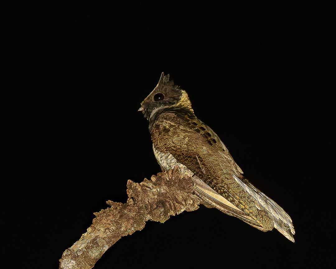 Great Eared-Nightjar - ML644750306