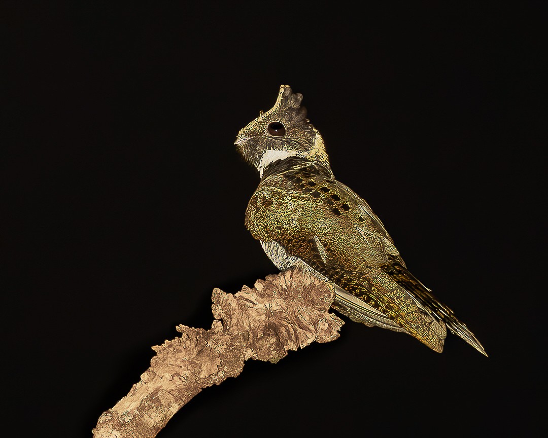 Great Eared-Nightjar - ML644750307