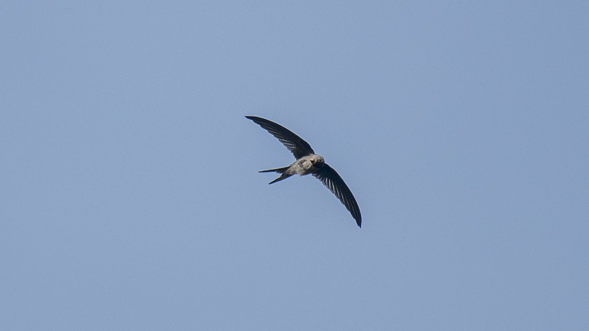 Vencejo Palmero Asiático - ML644750323