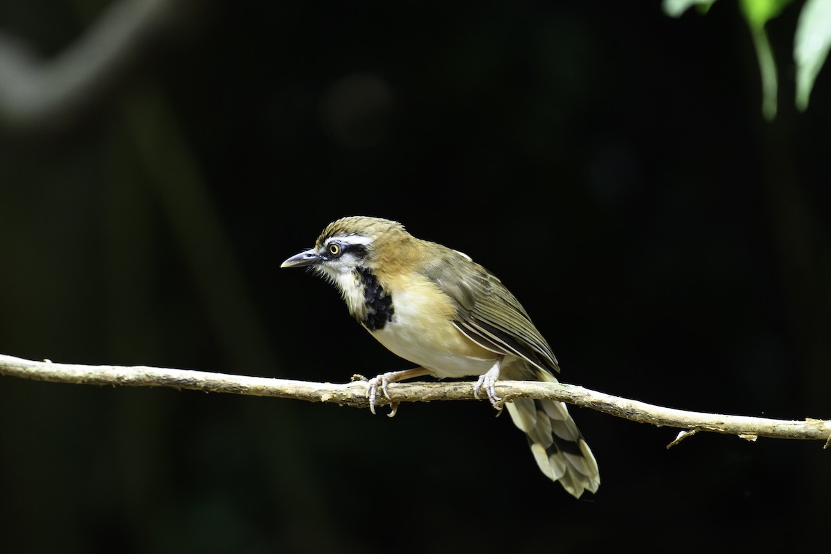 Lesser Necklaced Laughingthrush - ML644750325