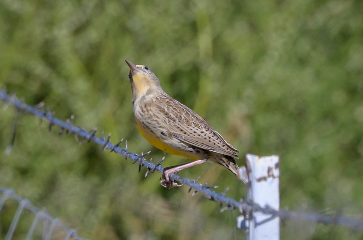 Western/Eastern Meadowlark - ML644750348