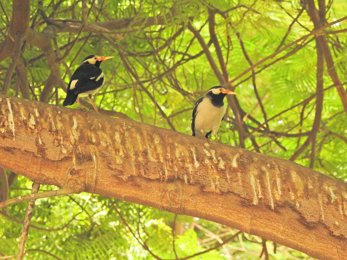 Indian Pied Starling - ML644750378