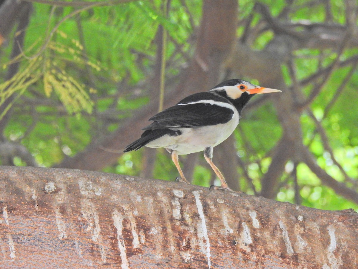 Indian Pied Starling - ML644750379