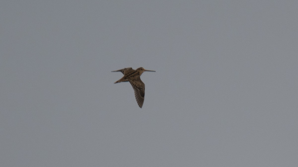 ハリオシギ - ML644750392