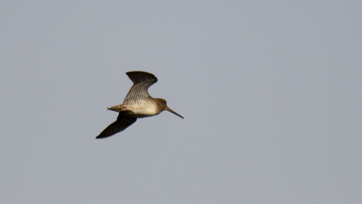 ハリオシギ - ML644750394