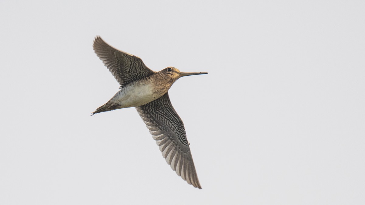 ハリオシギ - ML644750395