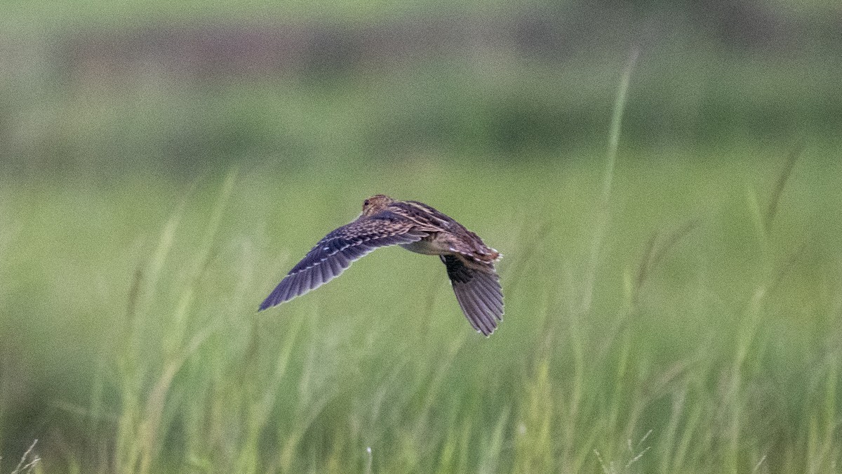 ハリオシギ - ML644750396