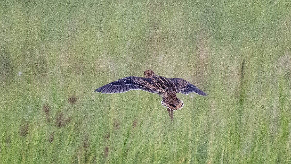 ハリオシギ - ML644750398