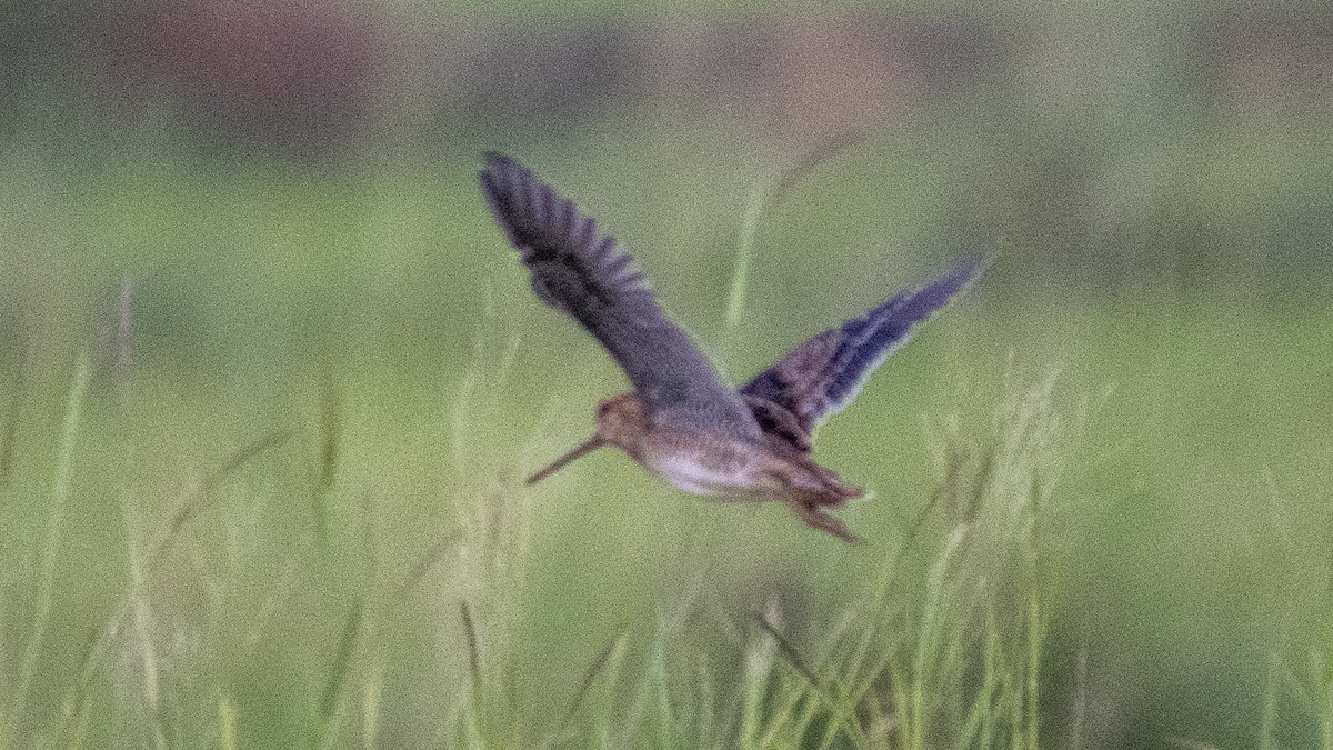 ハリオシギ - ML644750399