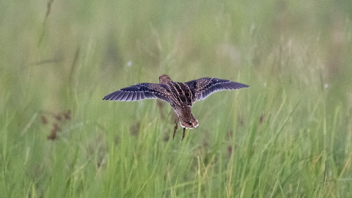 ハリオシギ - ML644750400