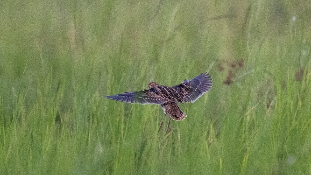 ハリオシギ - ML644750401