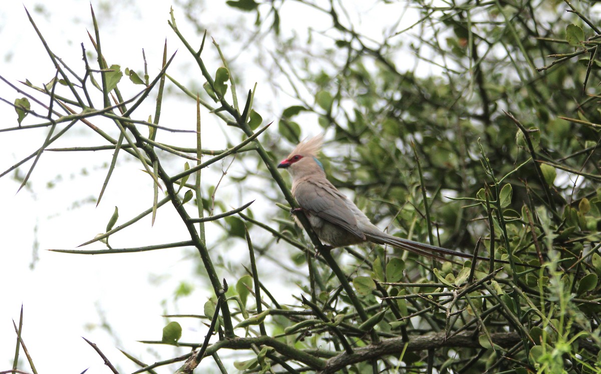 Blue-naped Mousebird - ML644750403