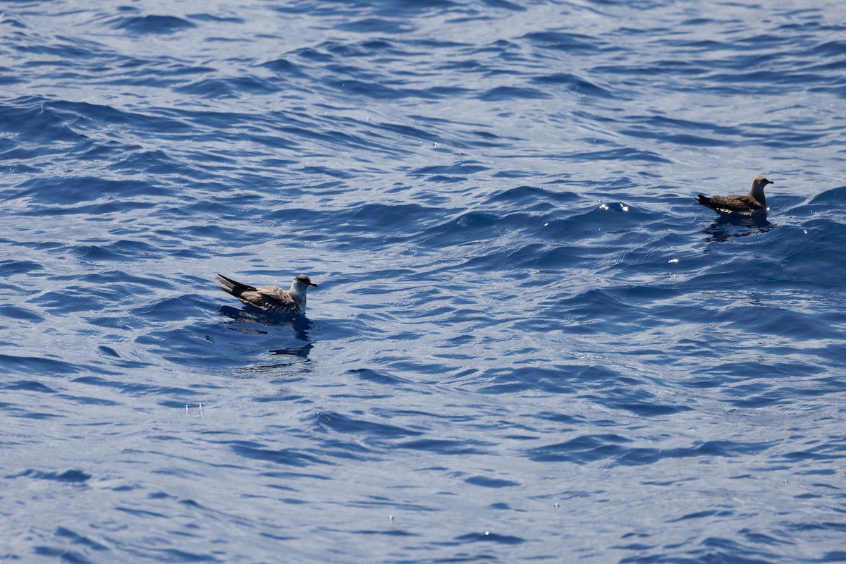 Parasitic Jaeger - ML644750411