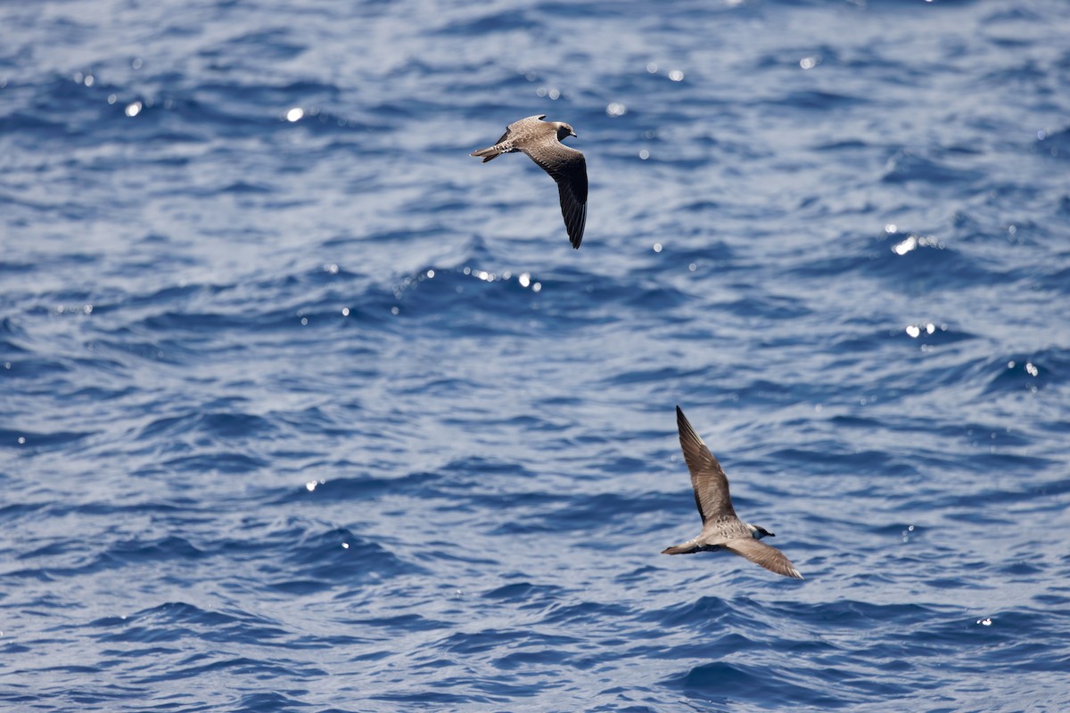 Parasitic Jaeger - ML644750412