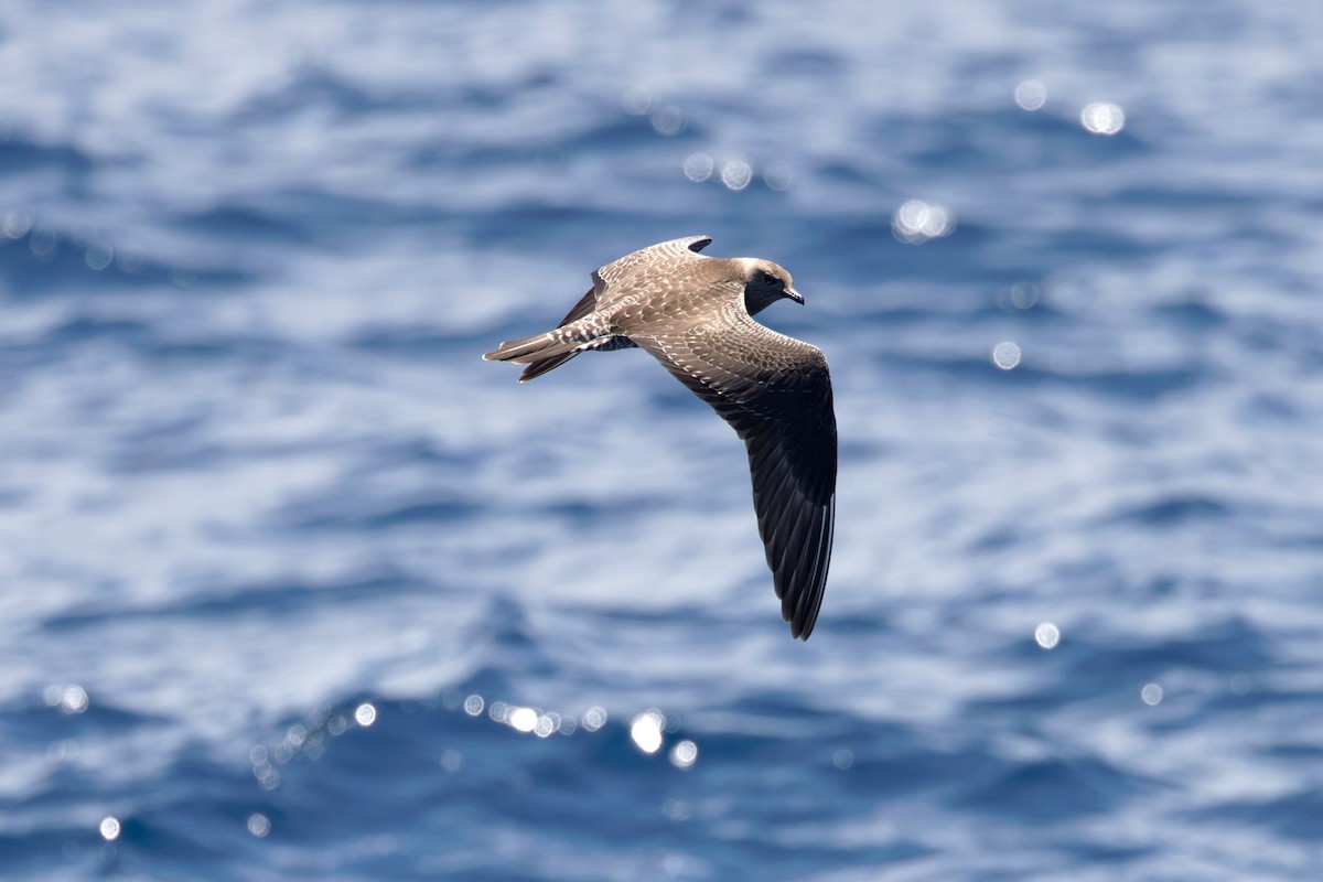 Parasitic Jaeger - ML644750414