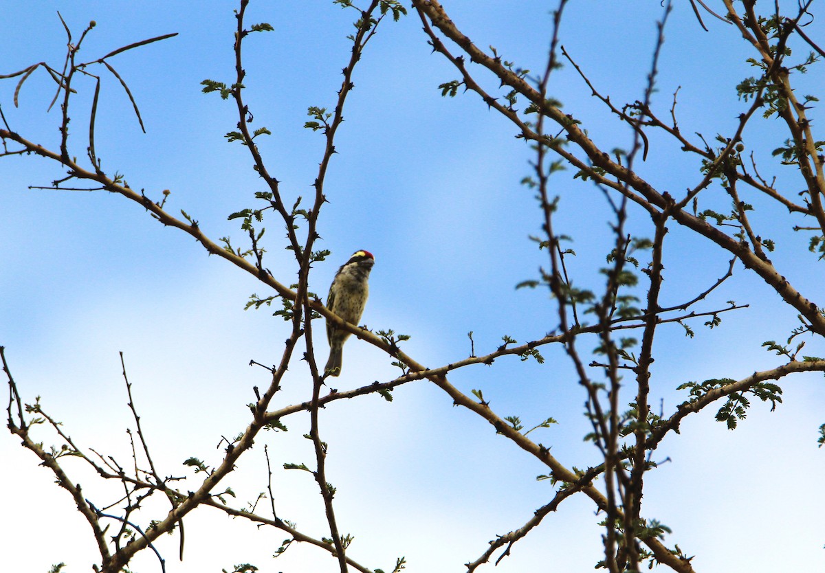 Red-fronted Barbet - ML644750415