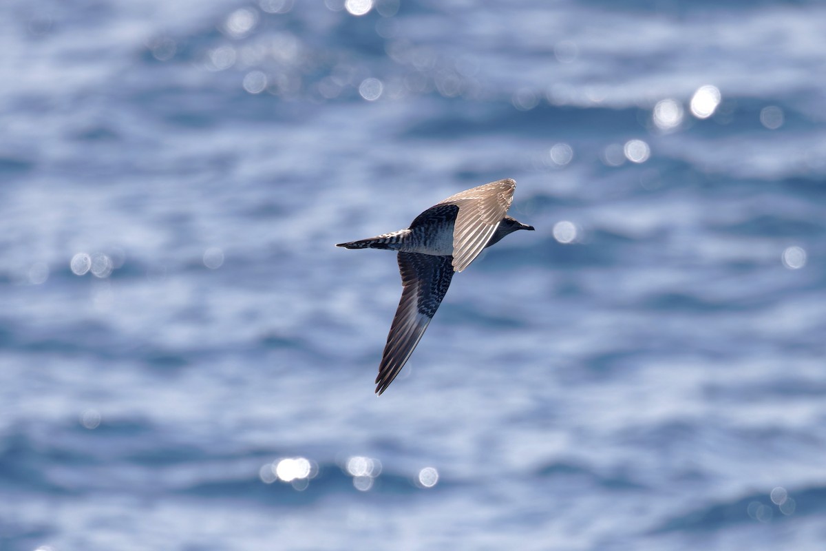 Parasitic Jaeger - ML644750418