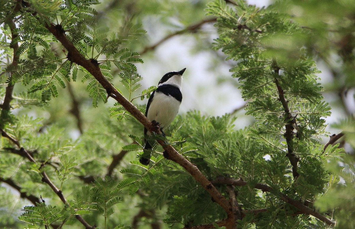 Chinspot Batis - ML644750426