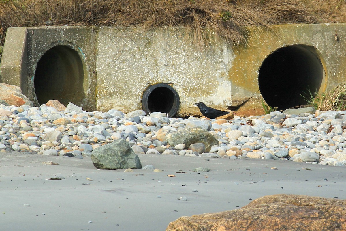 Common Raven - ML644750436