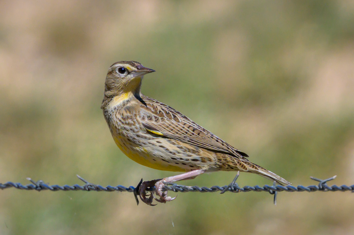 Western/Eastern Meadowlark - ML644750447