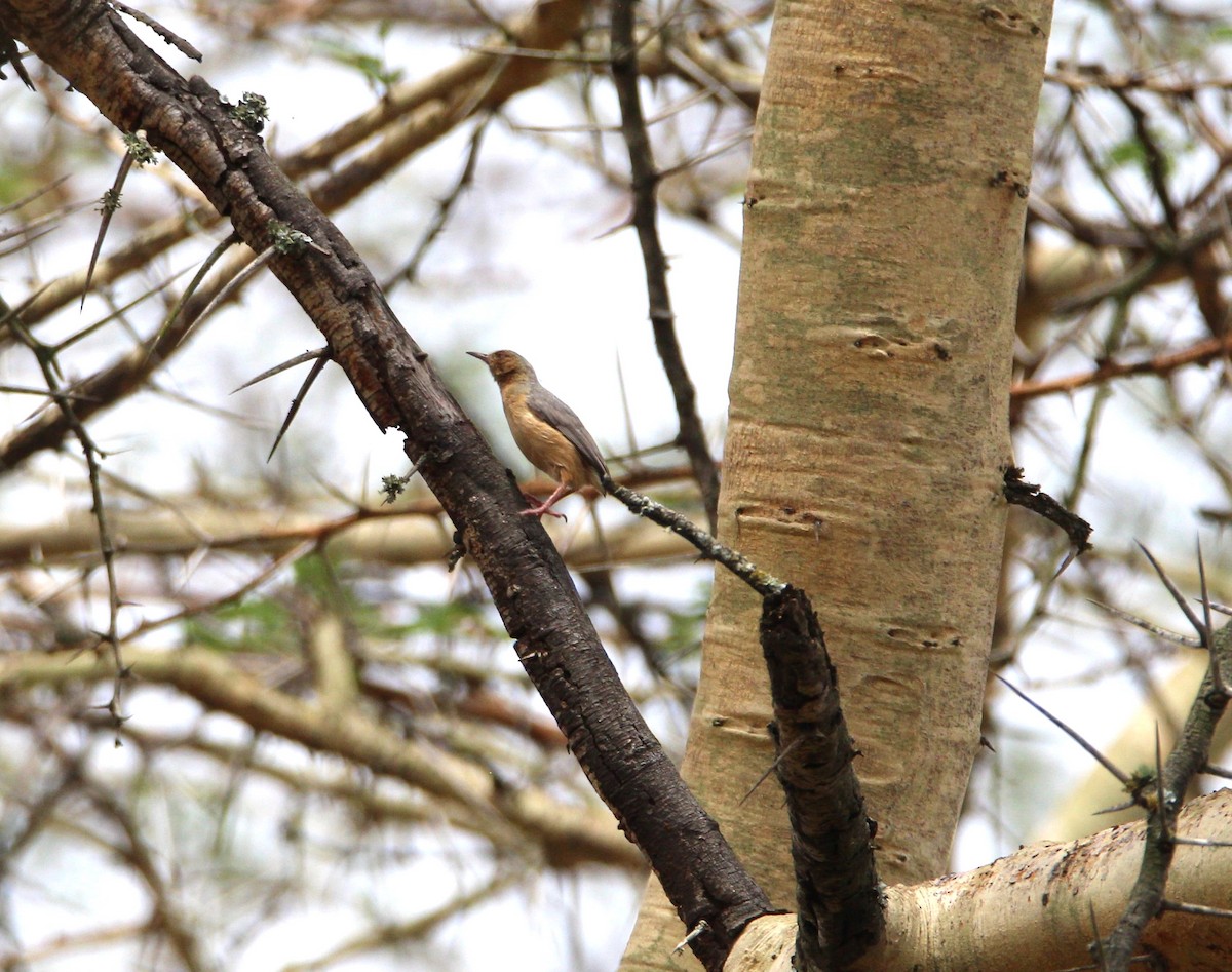 Red-faced Crombec - ML644750458