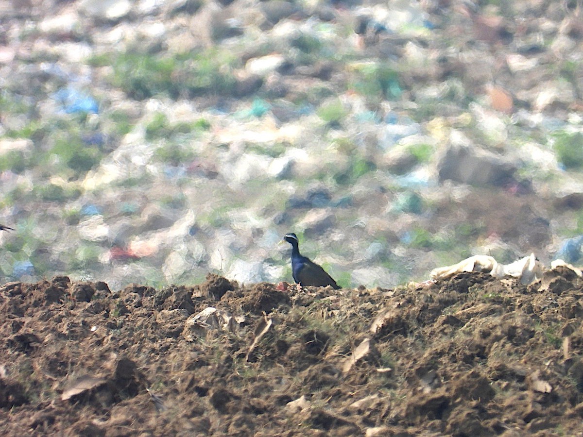 Bronze-winged Jacana - ML644750459