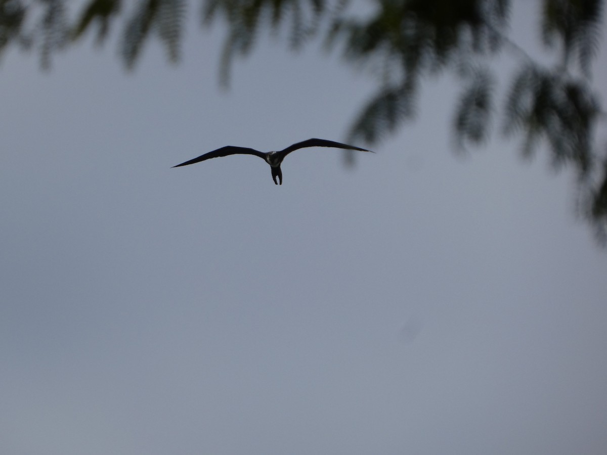 praktfregattfugl - ML644750462