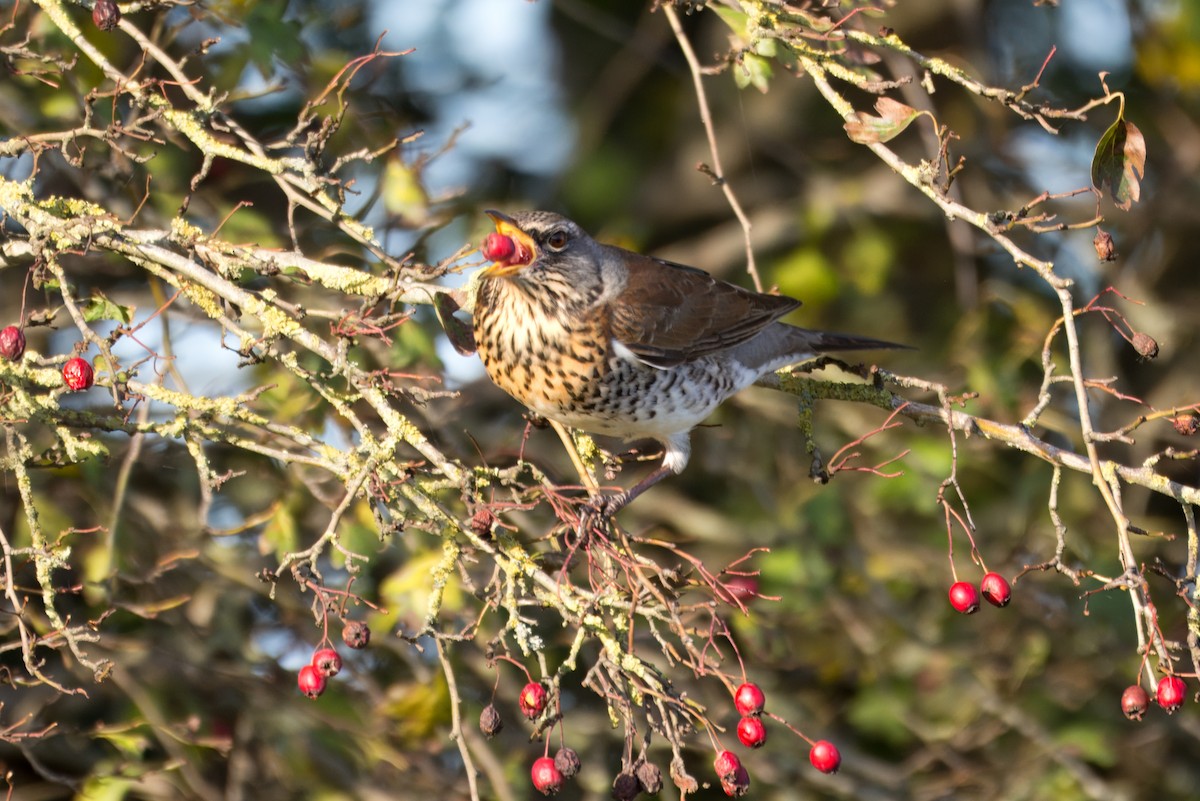 Fieldfare - ML644750475