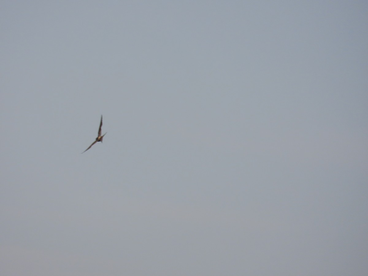 東方金腰燕(striolata群)(赤腰燕) - ML644750481