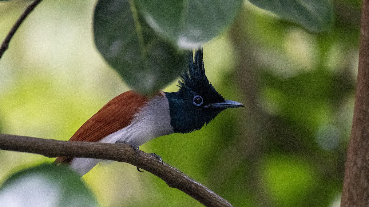 Indian Paradise-Flycatcher - ML644750493