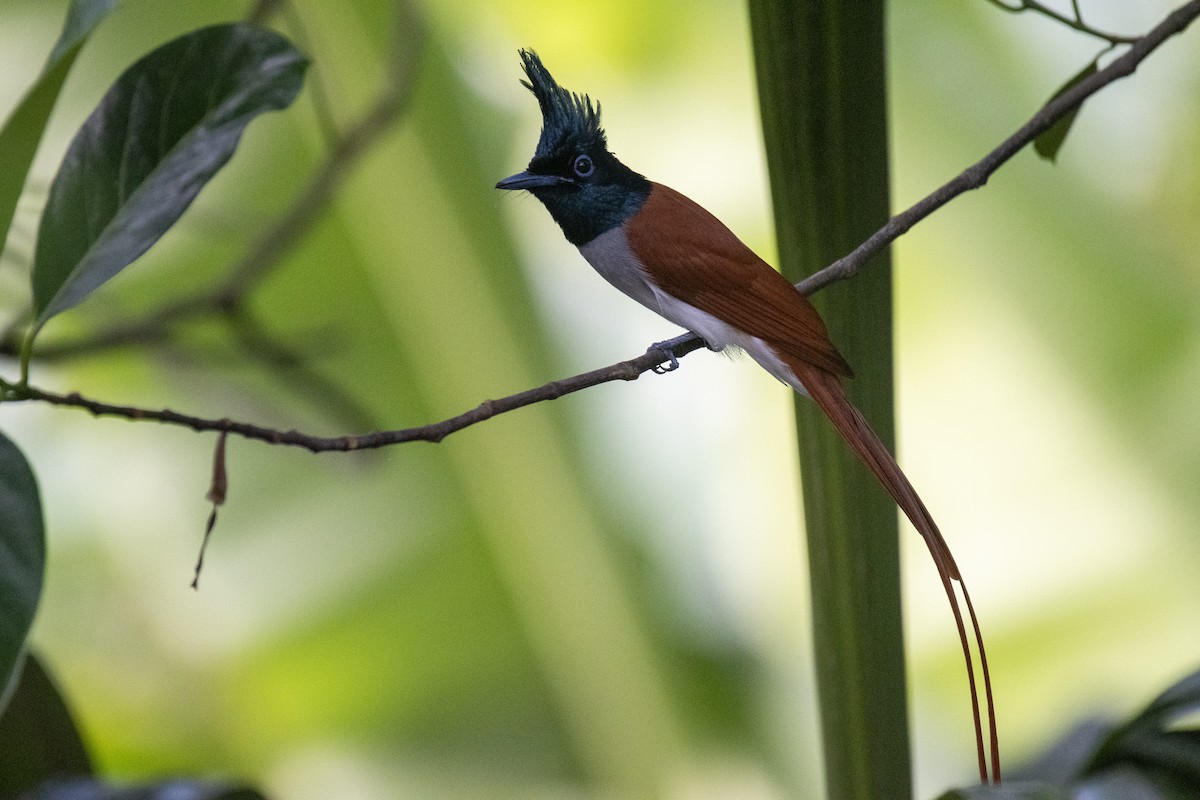 Indian Paradise-Flycatcher - ML644750494