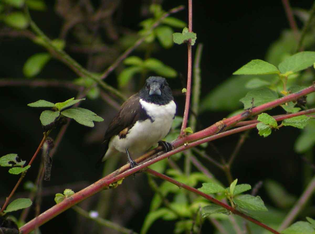 Magpie Mannikin - ML644750498