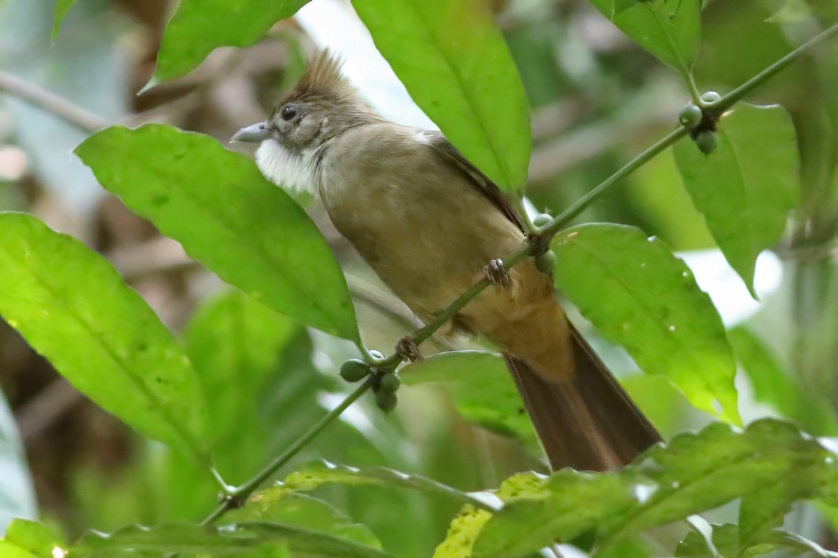 Bulbul ocré - ML644750505