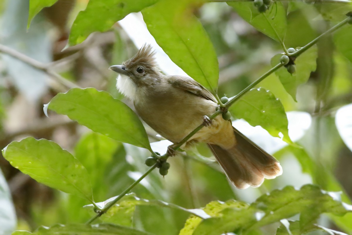 Bulbul ocré - ML644750509
