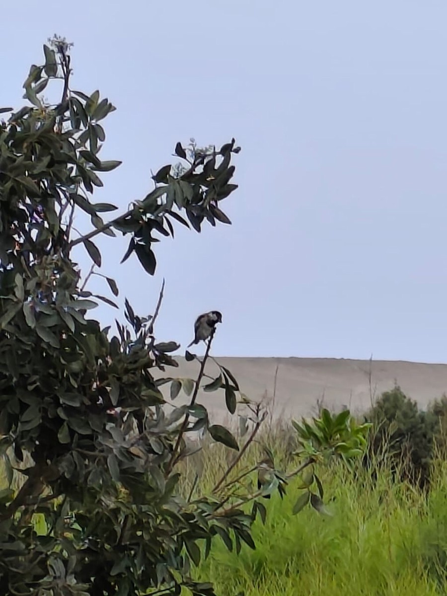 家麻雀 - ML644750512