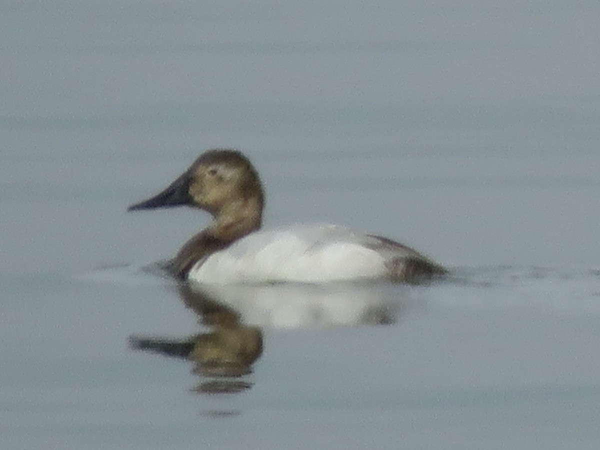 Murgilari bizkarzuria - ML644750519