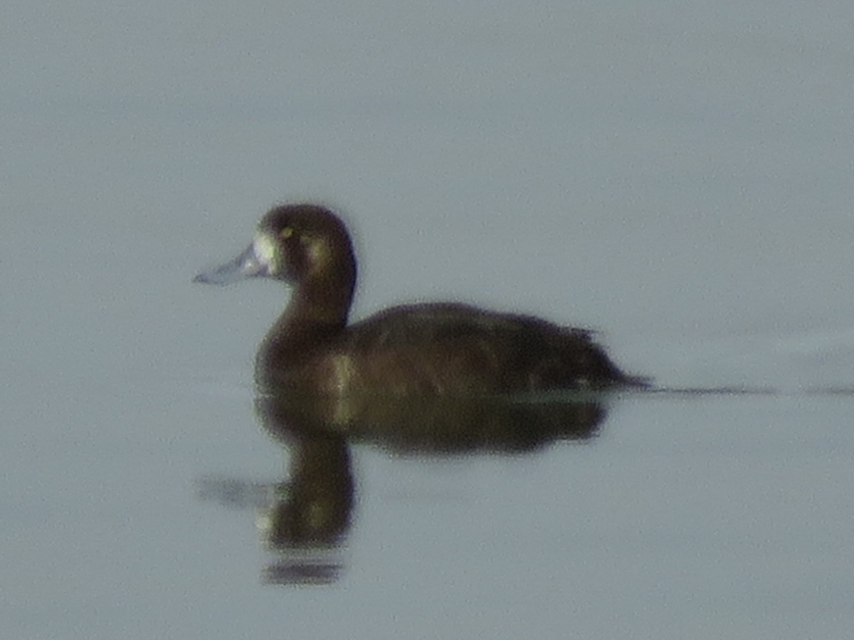 bergand - ML644750521