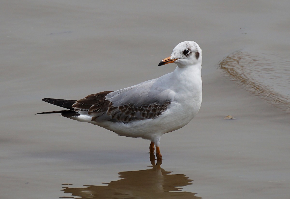 Gaviota Centroasiática - ML644750526
