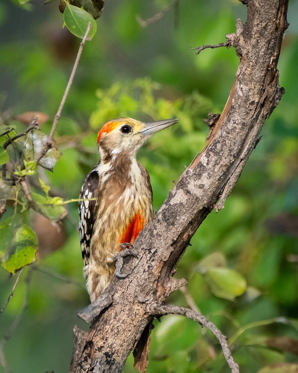 ildkronespett - ML644750532