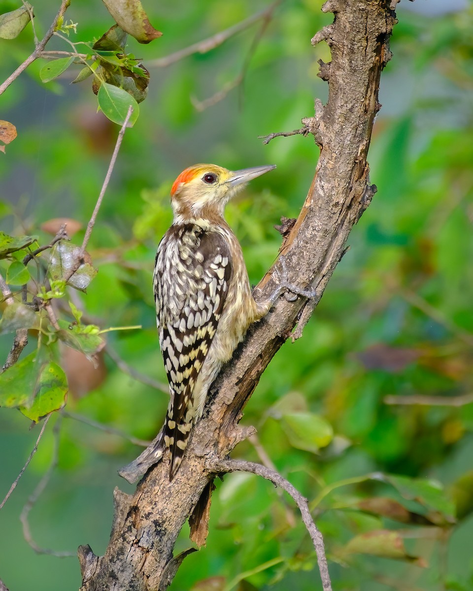 ildkronespett - ML644750533