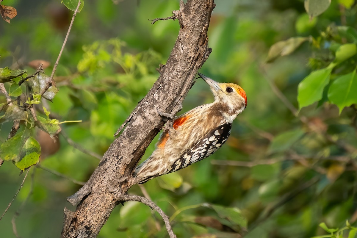 ildkronespett - ML644750534