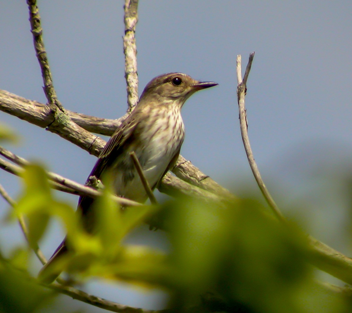 Spotted Flycatcher - ML644750542