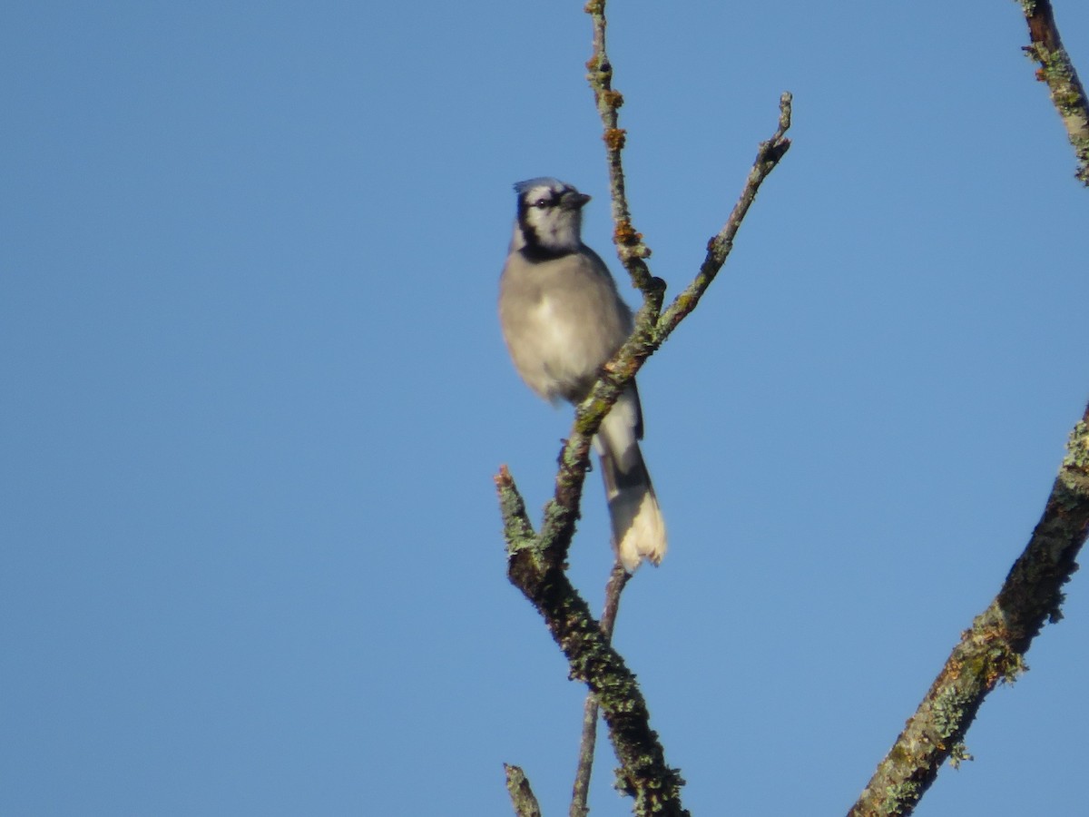 Blue Jay - ML644750543
