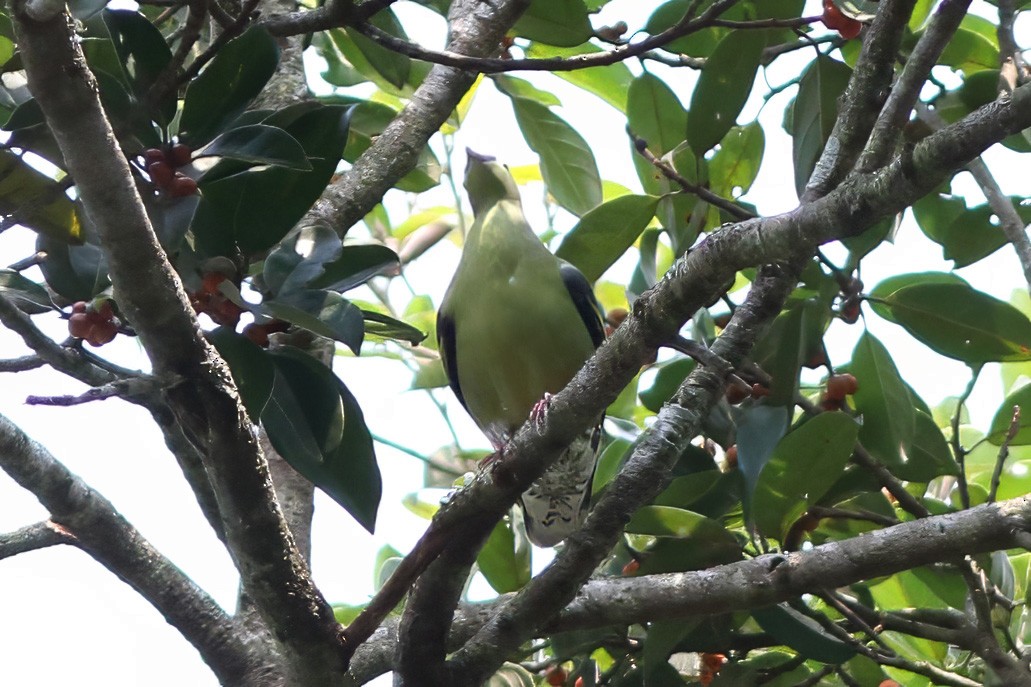 holub indomalajský - ML644750546