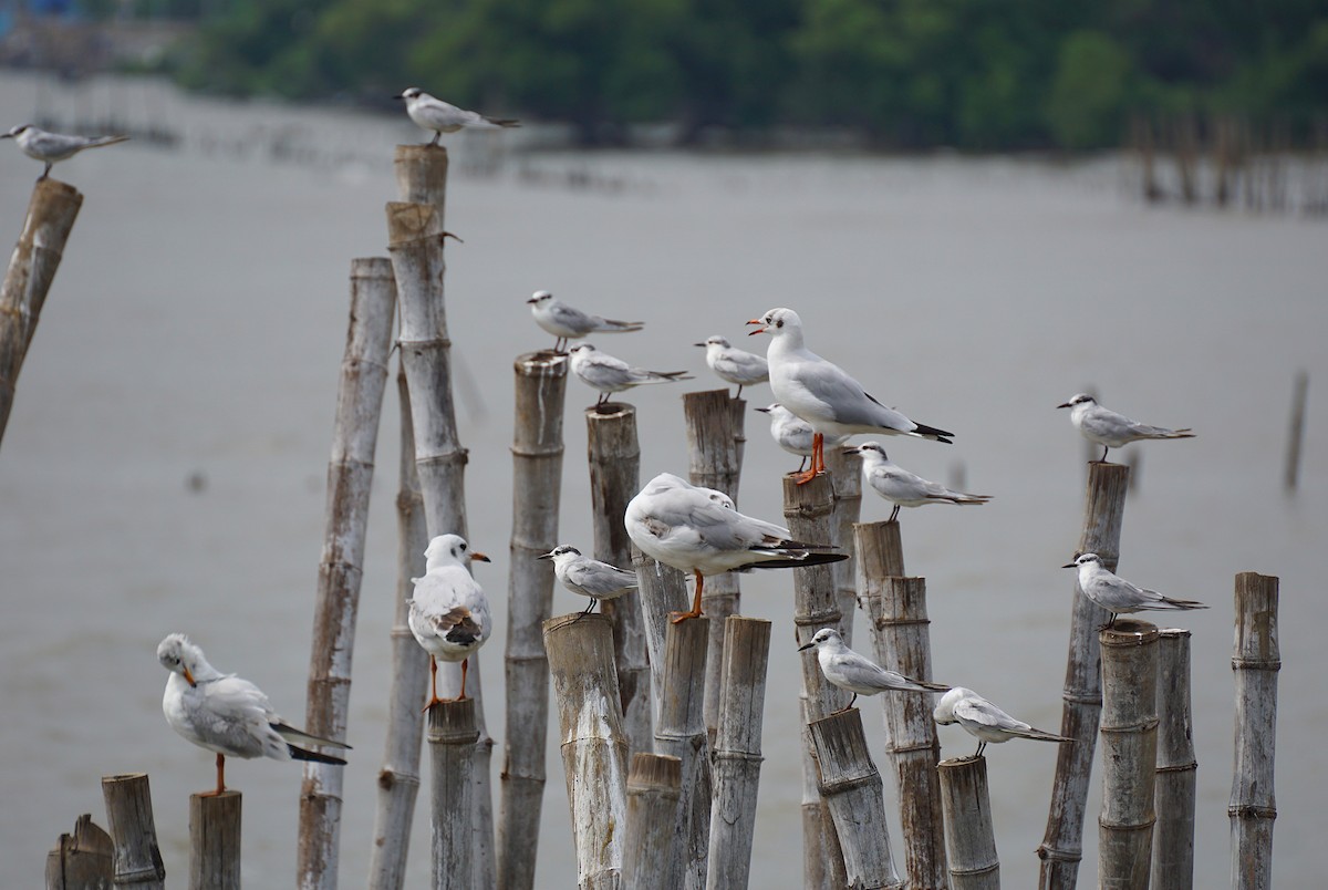 Gaviota Centroasiática - ML644750549