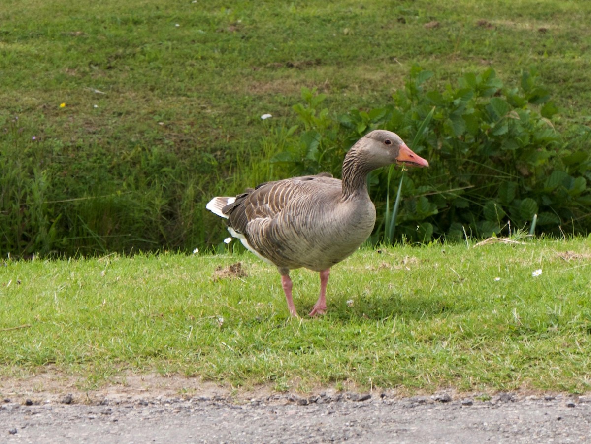 Graylag Goose - ML644750554