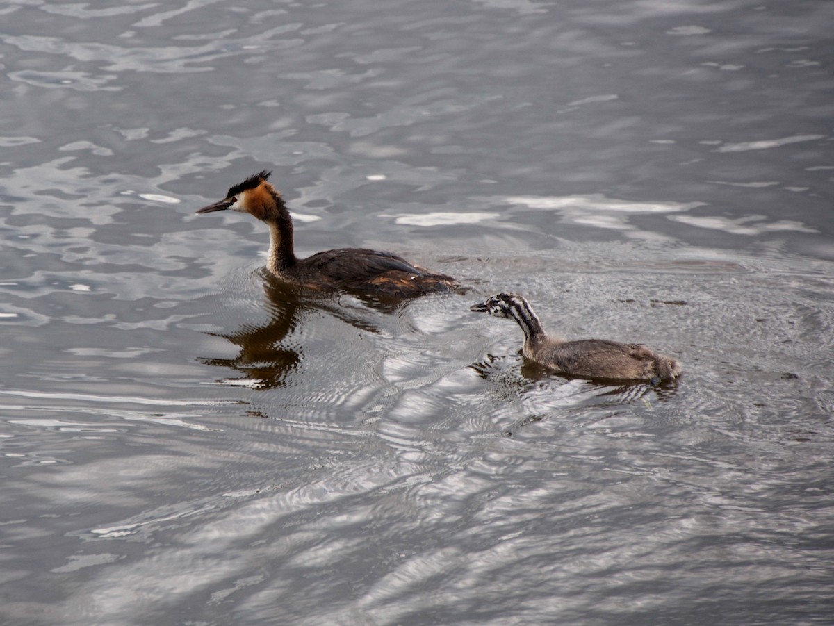 Great Crested Grebe - ML644750556