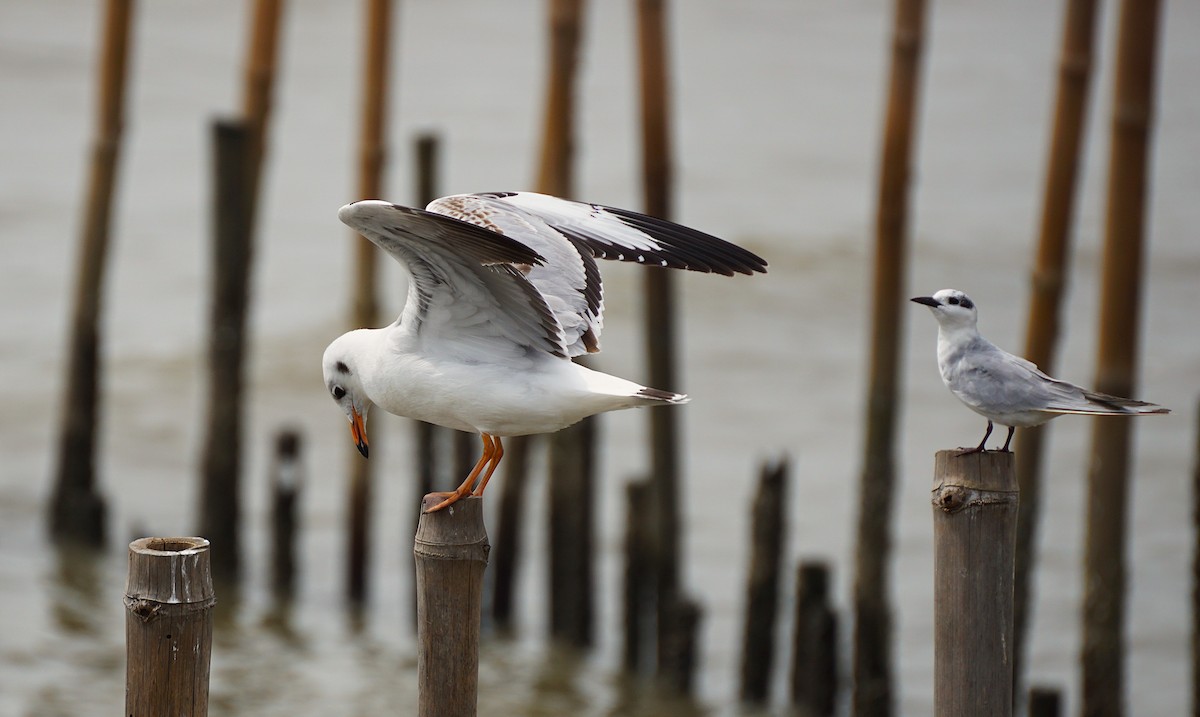 Gaviota Centroasiática - ML644750561