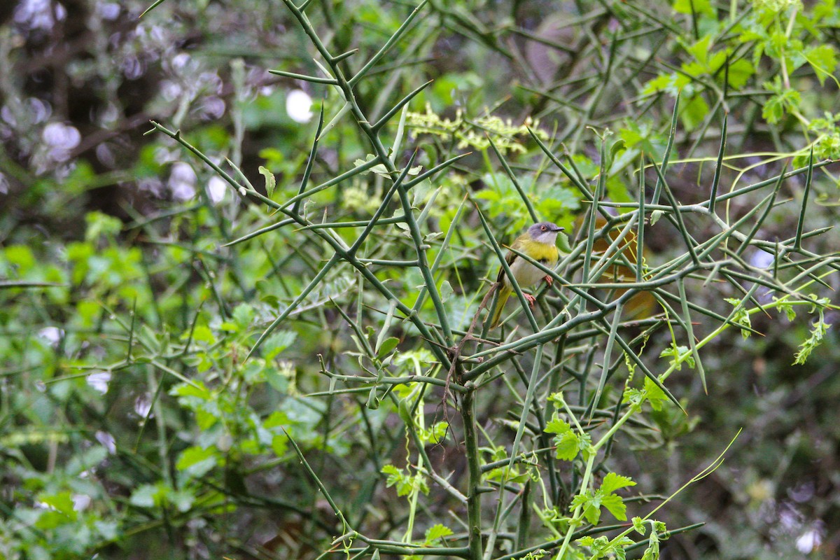 Yellow-breasted Apalis - ML644750625